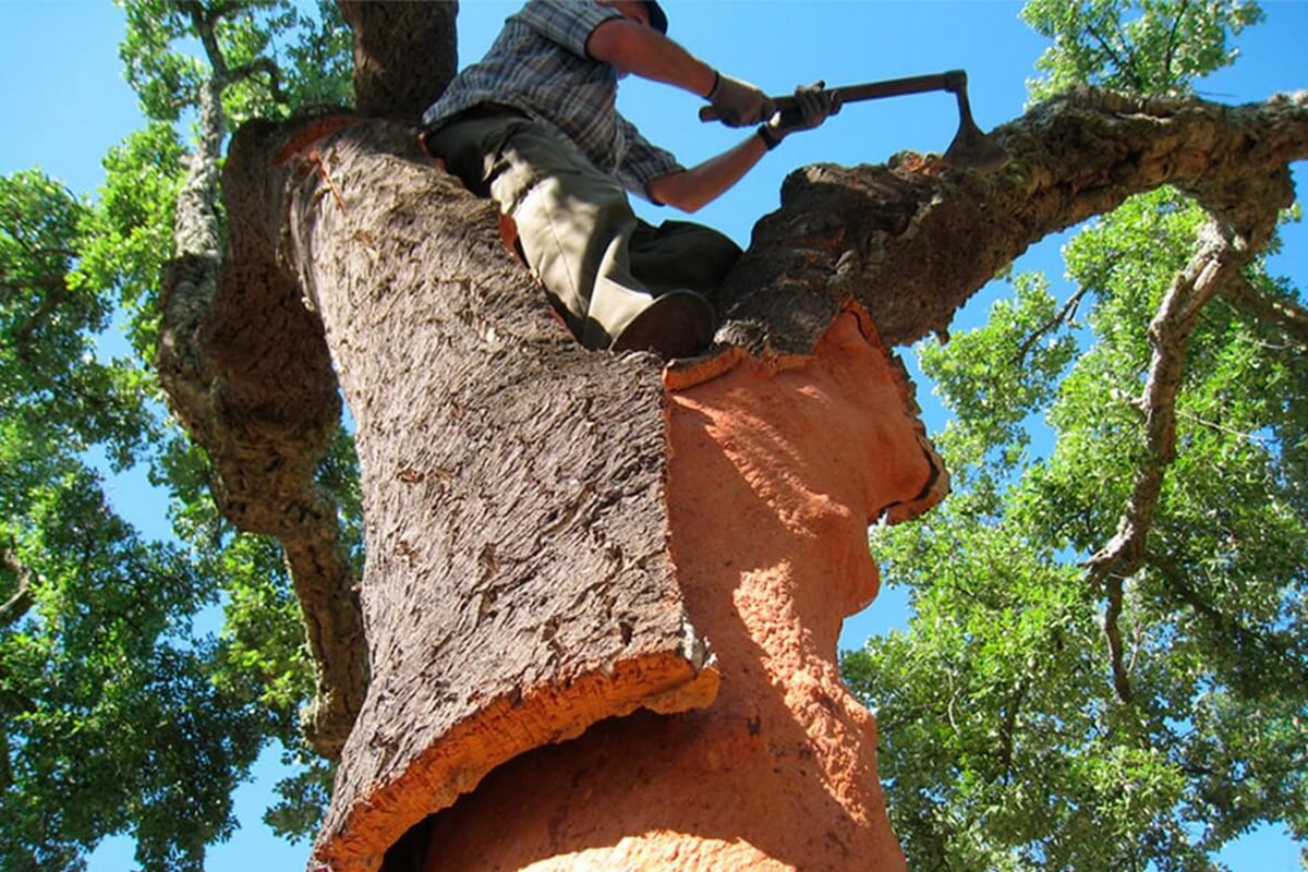 Дуб про́бковый (лат. Quercus suber) — вечнозелёное дерево, происходящее из...