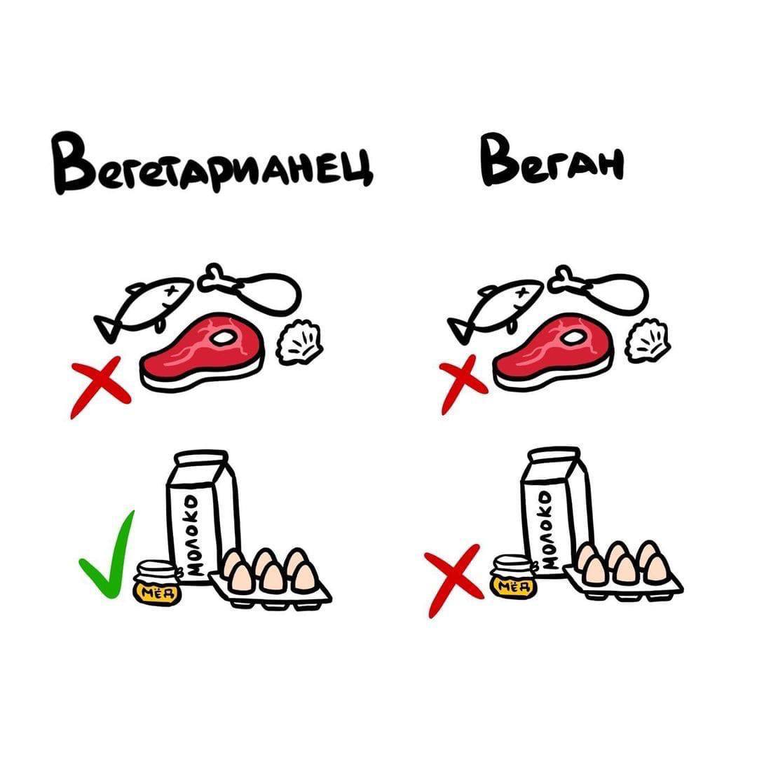 Разница между веганом и вегатарианцем