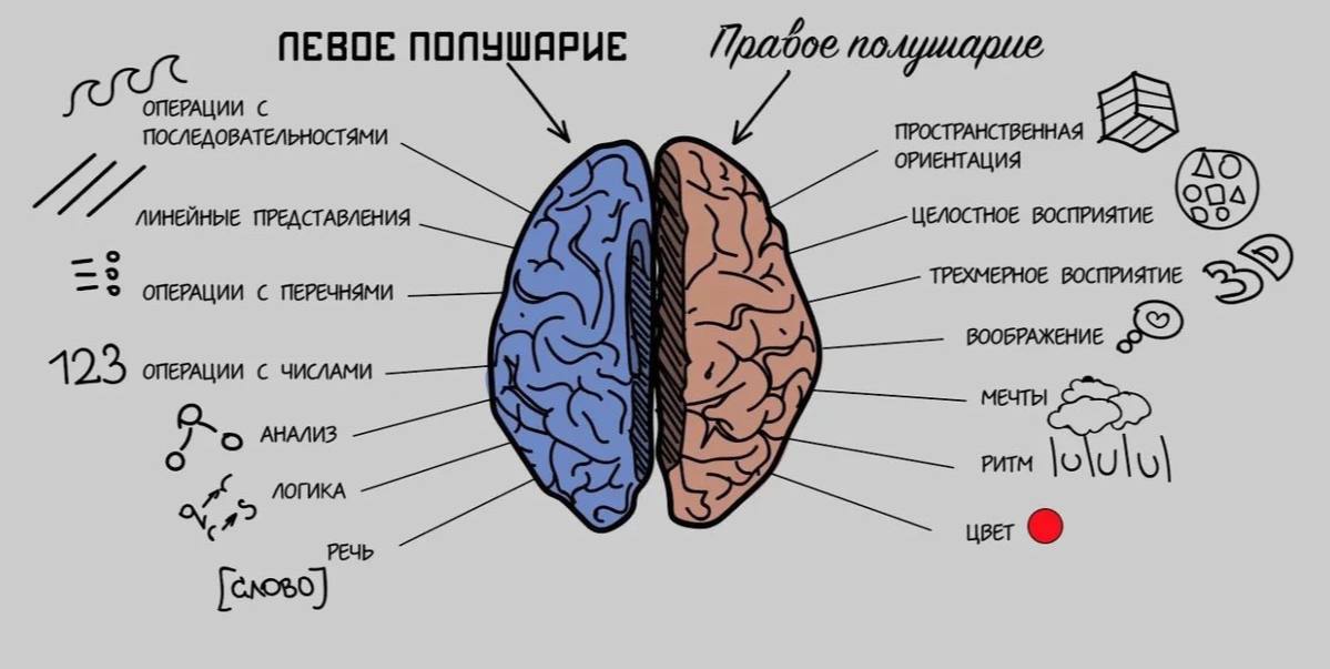 Функции наших полушарий