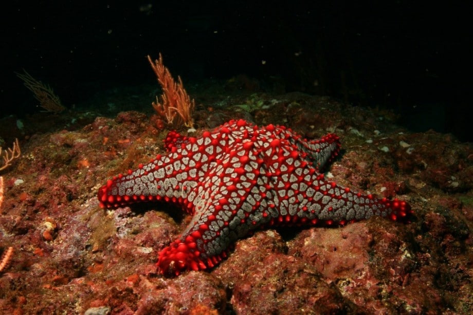 Почти бессмертна 

Морская звезда Lunckia columbiae может полностью...