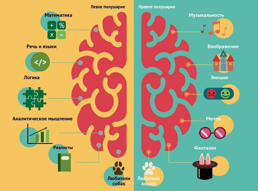 За что отвечают наши левое и правое полушарие.