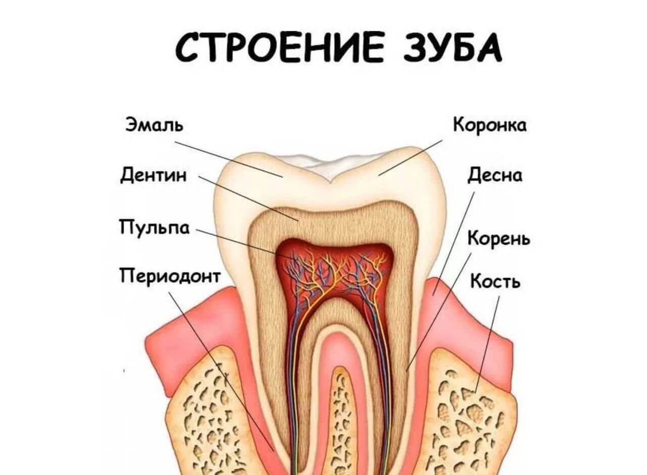 Строение нашего зуба.