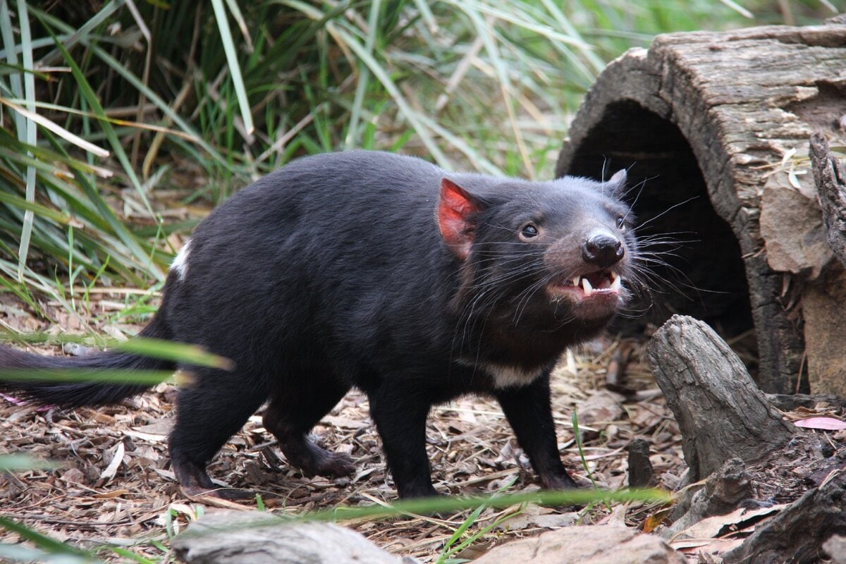 Тасманийский дьявол животное Австралии