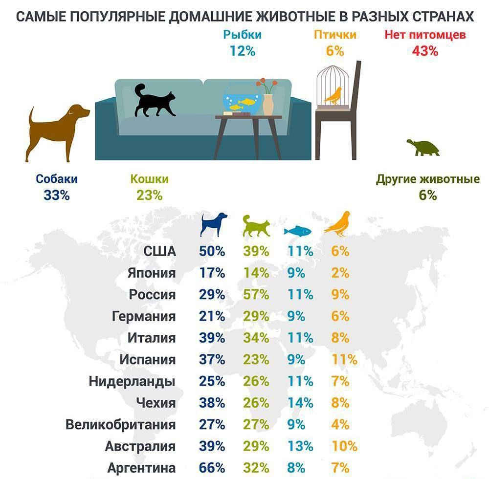 Рейтинг популярности домашних животных.​​