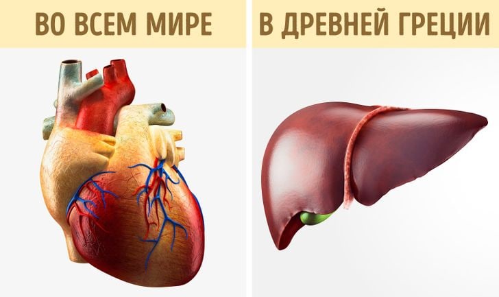 Древние греки верили, что «жизнь» человека сосредоточена в печени, а не в...