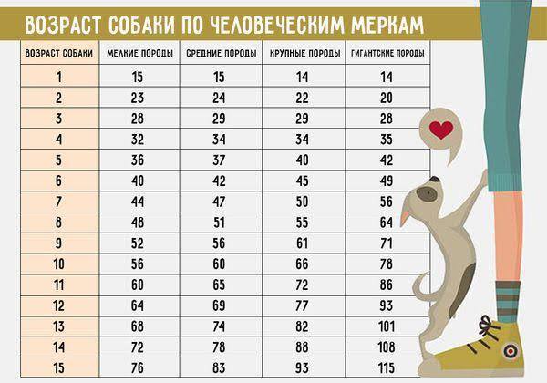 Возраст собаки по человеческим меркам