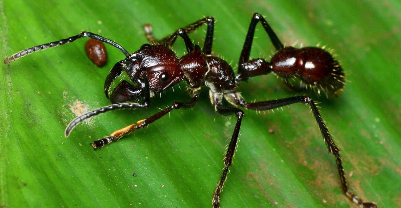 Укус муравья-пули (Paraponera clavata) сравним по ощущениям с пулевым ранением...