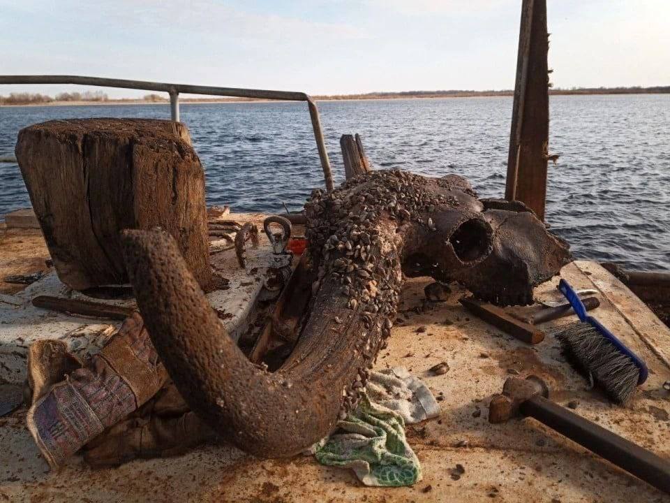 Со дна Волги подняли череп доисторического бизона

Водолаз отказался передать...