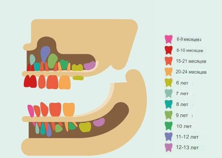 Когда растут зубы у детей