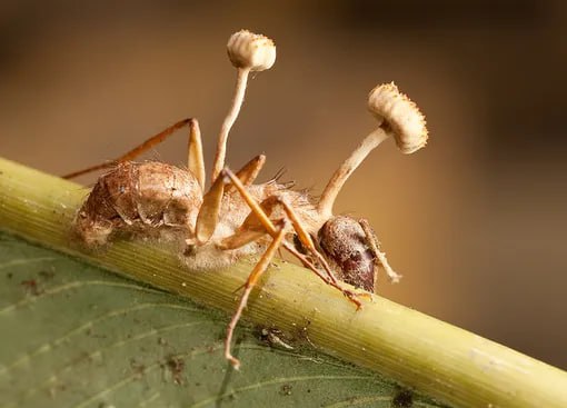 Грибковая инфекция, контролирующая муравьёв

Грибок Ophiocordyceps unilateralis...