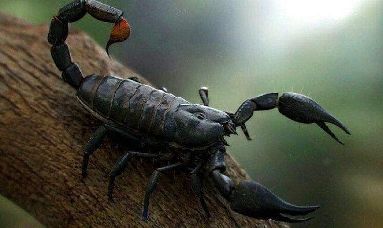 Даже маленькая капля алкоголя, помещенная на скорпиона, сводит его с ума.