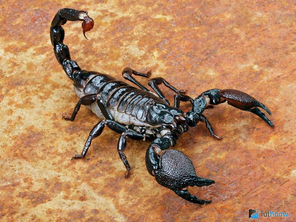 Даже маленькая капля алкоголя, помещенная на скорпиона, сводит его с ума.