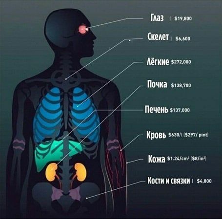 Средняя цена человеческого тела на чёрном рынке составляет $530 000.

Торговля...