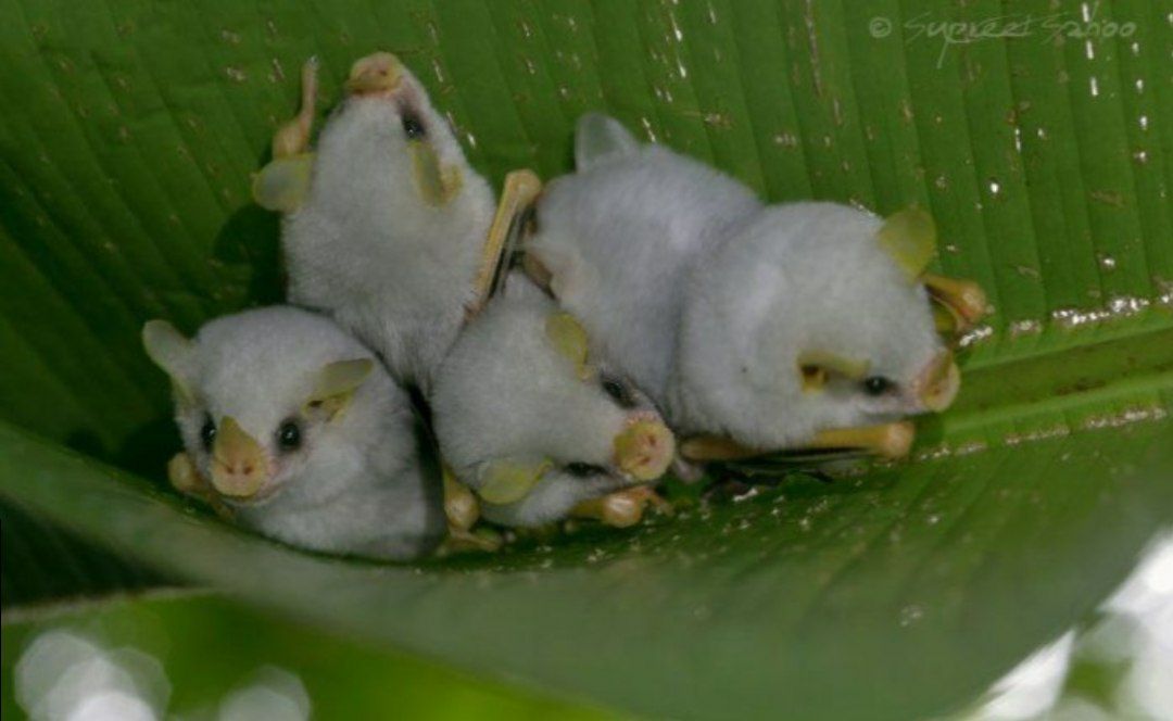 Это гондурасские белые летучие мыши (Ectophylla alba), и они не попадают под...