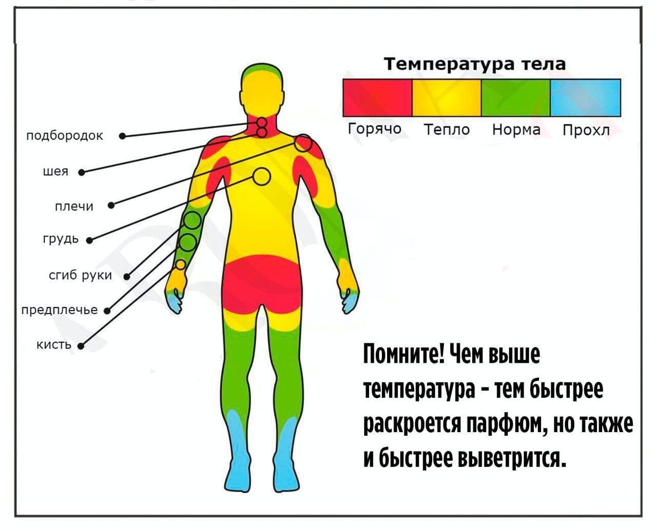 Куда наносить парфюм.​​