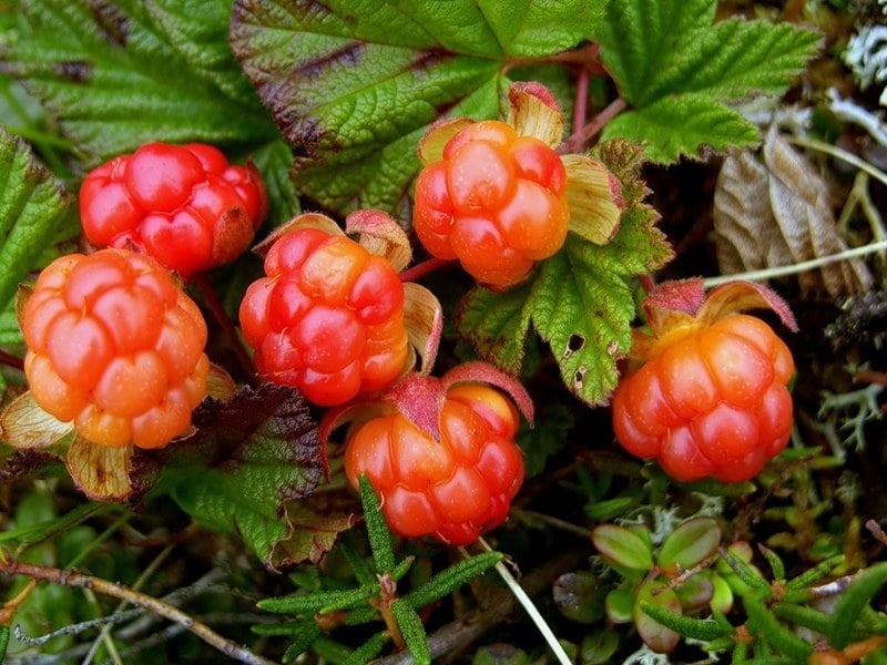 Моро́шка (лат. Rubus chamaemorus) — вид многолетних травянистых растений рода...