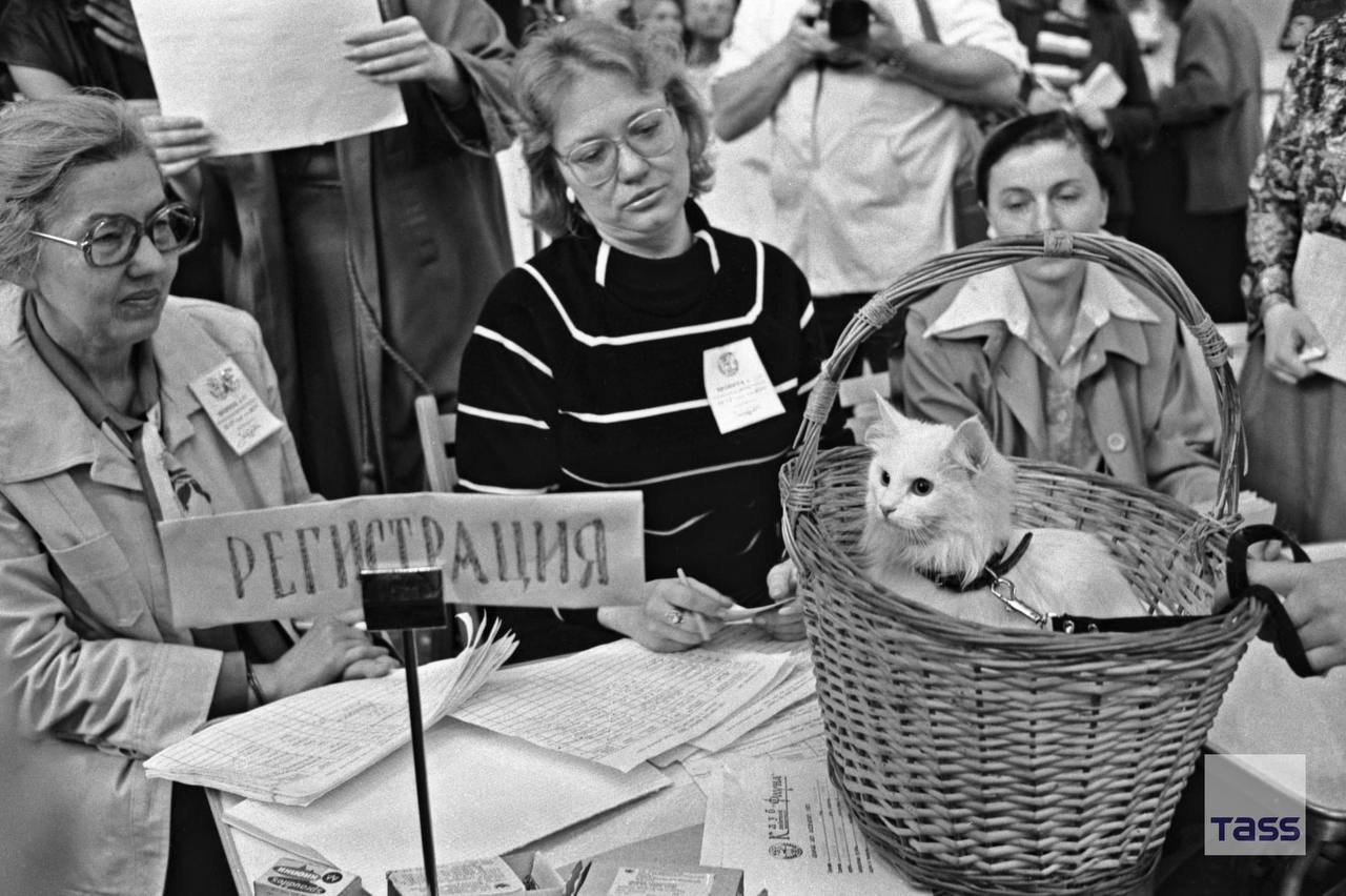 Участник выставки кошек в Москве, 1987