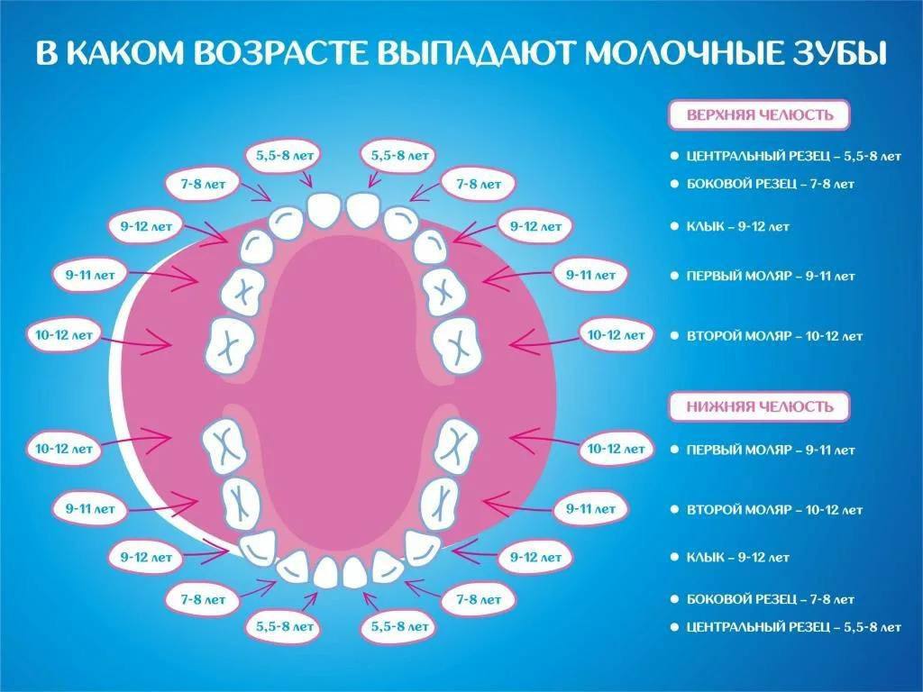 В каком возрасте выпадают молочные зубы