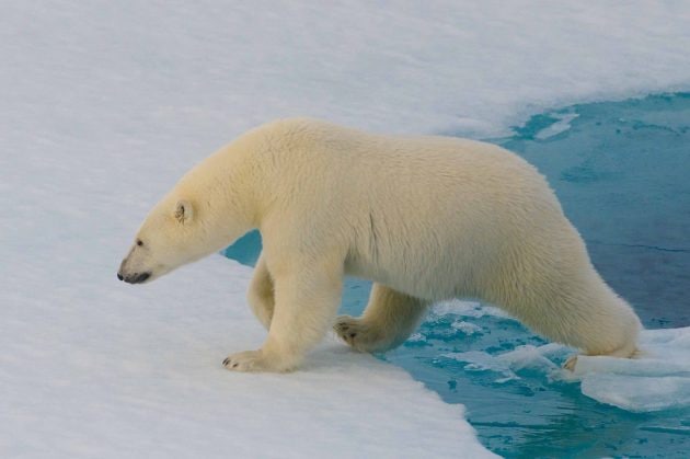 Белых медведей практически невозможно обнаружить с помощью...